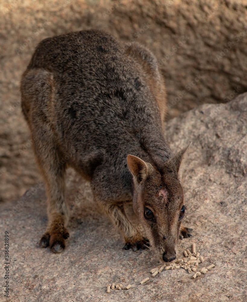 Adorable Rock Wallaby in the setting sun on Geoffrey Bay Magnetic Island, Queensland Australia. Adorable Rock Wallaby in the setting sun on Geoffrey Bay Magnetic Island, Queensland Australia.