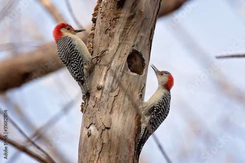 Pair of red bellied woodpeckers on a tree