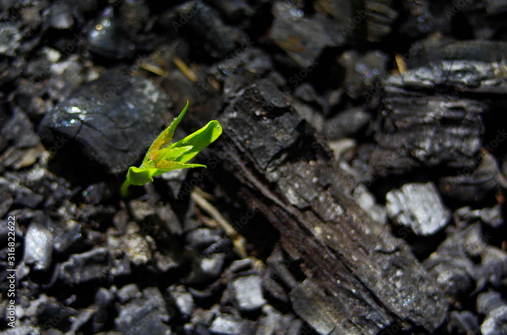 sprouts on the coals after the fire. rebirth of nature after the fire. sprouts on the coals after the fire. rebirth of nature after the fire.