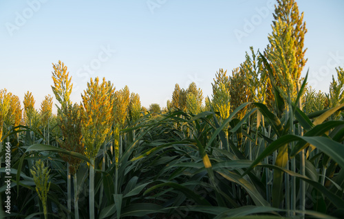 Sorghum named also jowari, millet, milo or durra. photo