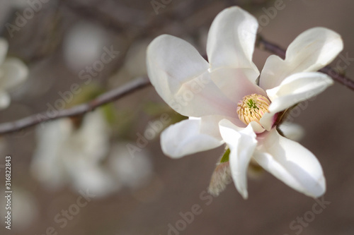 White magnolia. Spring flowers and buds. Blooming garden. Brown shades