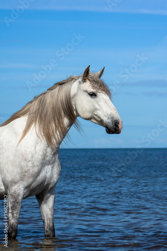 White andalusian breed horse stands in the sea in water in sunny summer day. Animal portrait.