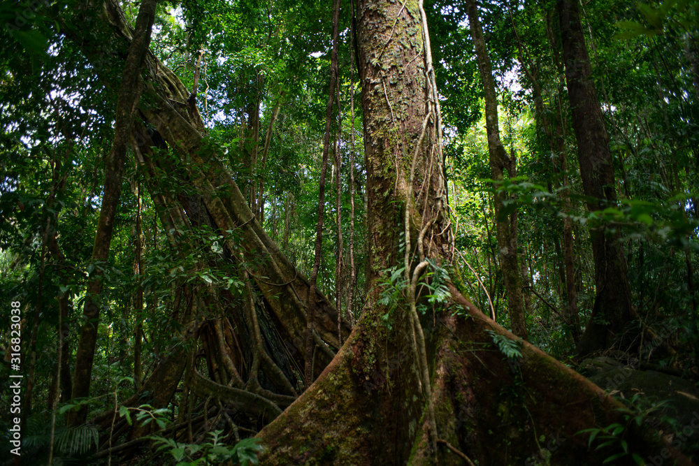 Mossman Gorge Dense Rainforest Fig Tree in Daintree National Park North Queensland Australia. Mossman Gorge Dense Rainforest Fig Tree in Daintree National Park North Queensland Australia.
