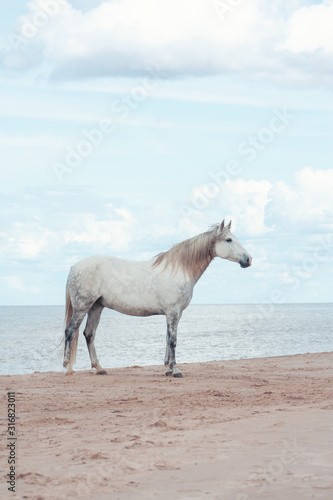 White andalusian horse with long mane standing on the beach of the sea against blue sky with clouds. Animal portrait.
