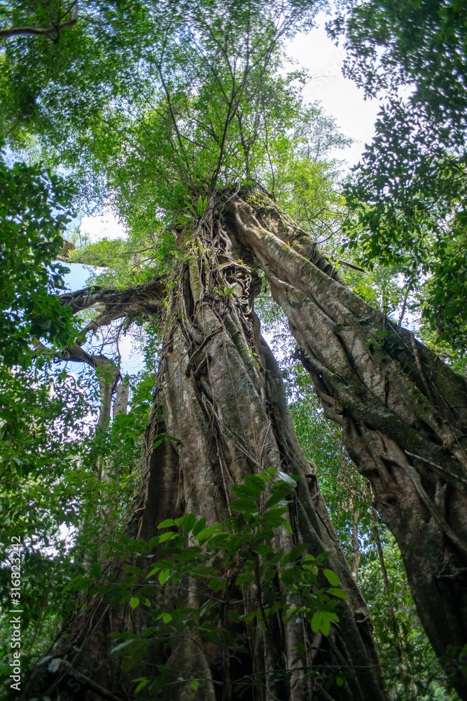 Fototapeta premium Mossman Gorge Dense Rainforest Fig Tree in Daintree National Park North Queensland Australia.