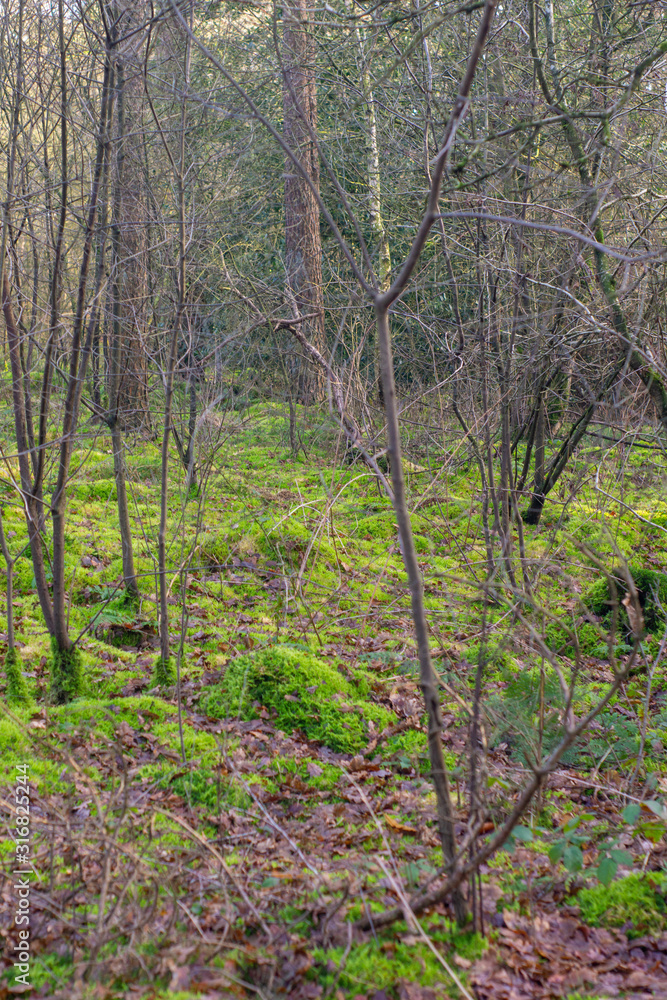 Dutch woodland in winter sun