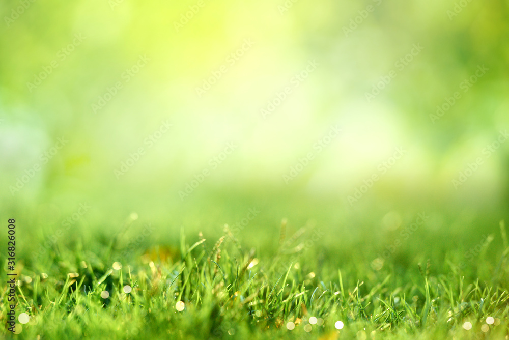 Spring and nature background concept, Close up green grass field with blurred park and sunlight.