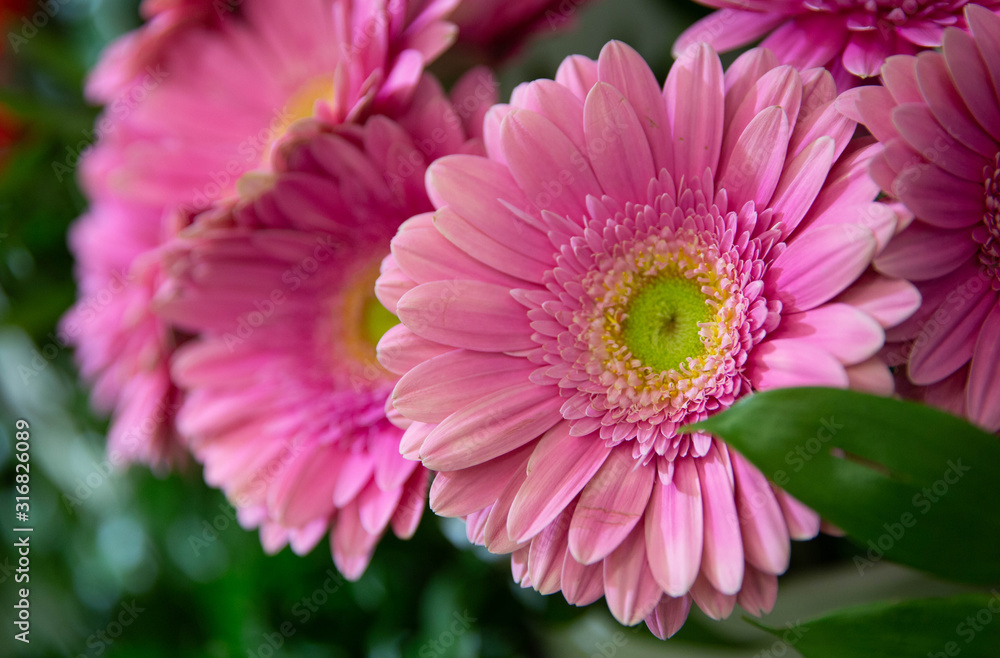 Photo of trendy flowers for graphic and web design. Floral image for web or mobile app Photo of trendy flowers for graphic and web design. Floral image for web or mobile app