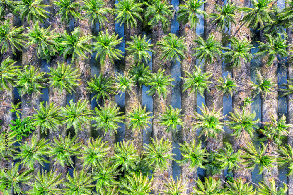 Aerial view of Coconut palm trees plantation. Aerial view of Coconut palm trees plantation.
