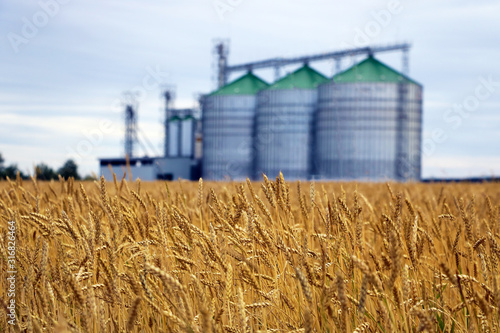 Yellow field of wheat or barley, in the background out of focus group of grain dryers complex.