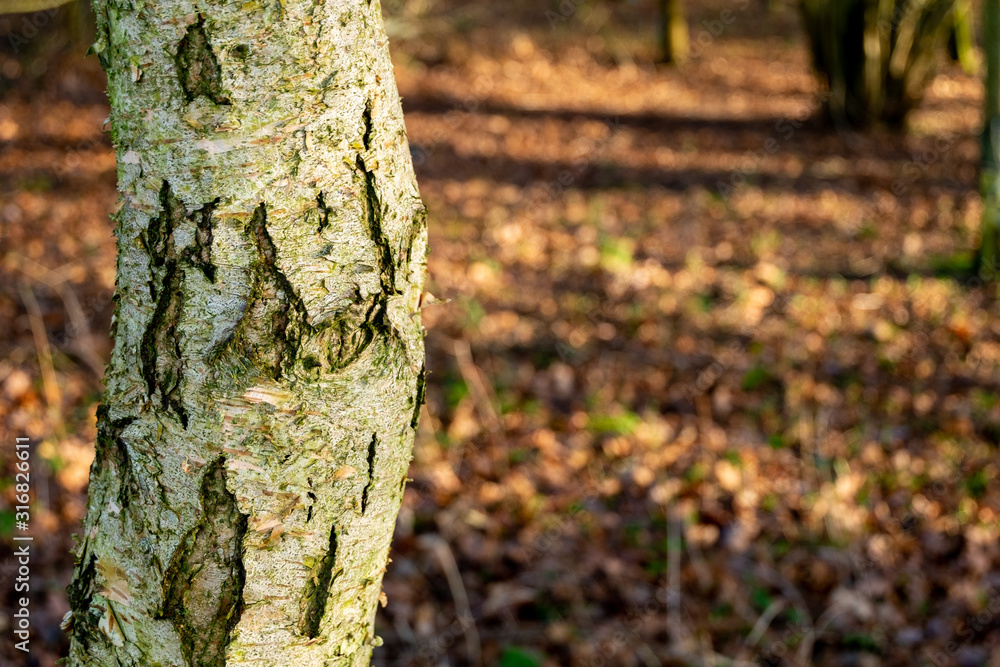 Close up of silver birch tree trunk isolated against defocused autumn leaves Close up of silver birch tree trunk isolated against defocused autumn leaves