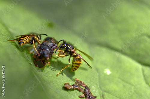 Two wasps at lunch