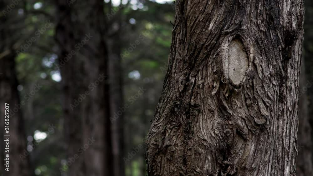Shot de árvore em floresta