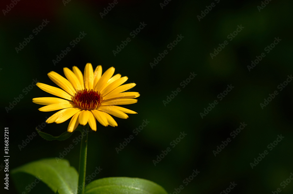 yellow flower on a black background yellow flower on a black background