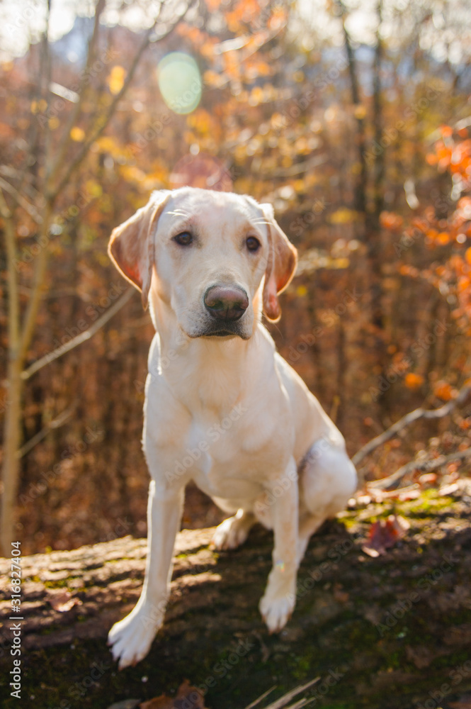 Hund labrador arbeitslinie hell beige