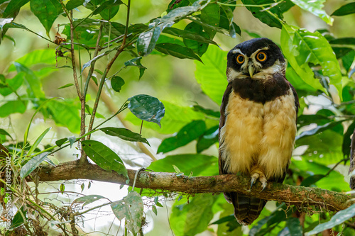 Spectacled owl in the forest near the city of Guapiles in Costa Rica photo