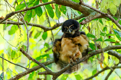 Spectacled owl shakes his feathers in the forest near the city of Guapiles in Costa Rica photo