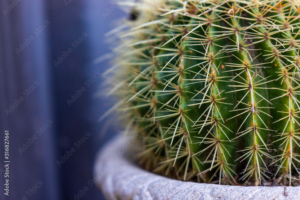 Fototapeta premium Cactus