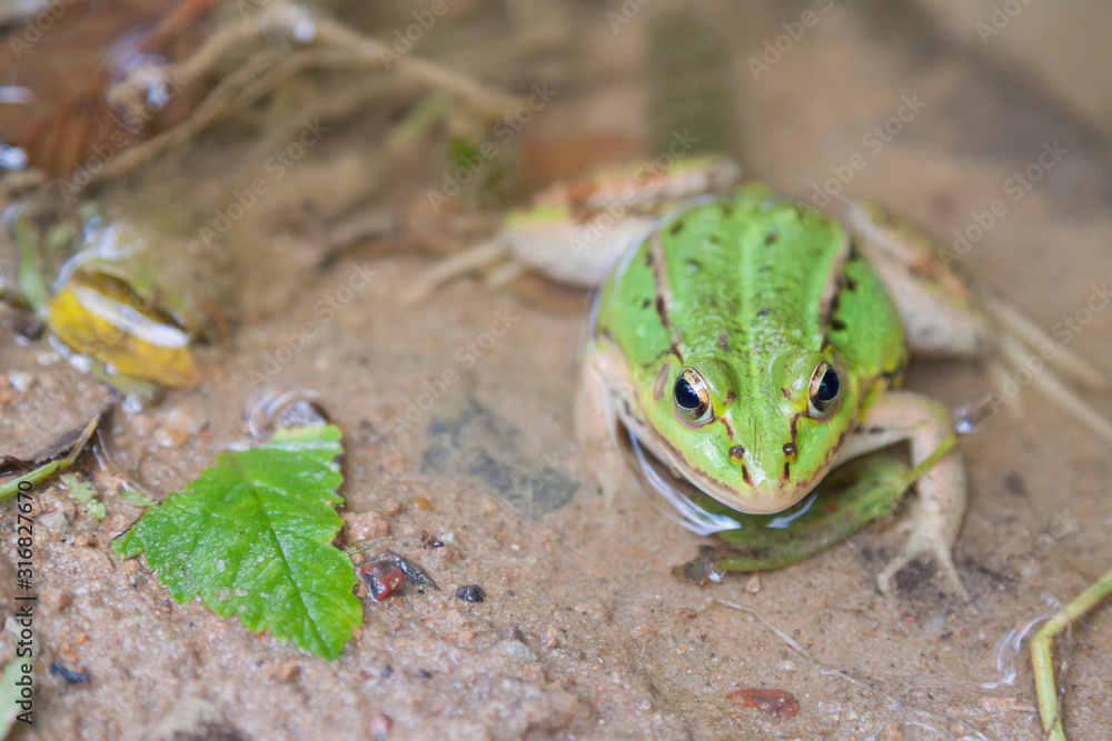 Water Frog, Front Viev