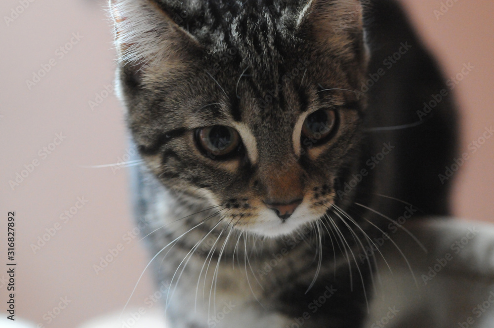 my beautiful Bengal cats my beautiful Bengal cats