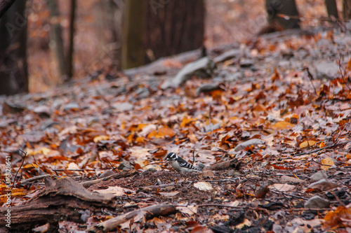 Downy Woodpecker in autumn leaves in Millburn New Jersey