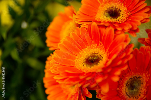 Photo of trendy flowers for graphic and web design. Floral image for web or mobile app