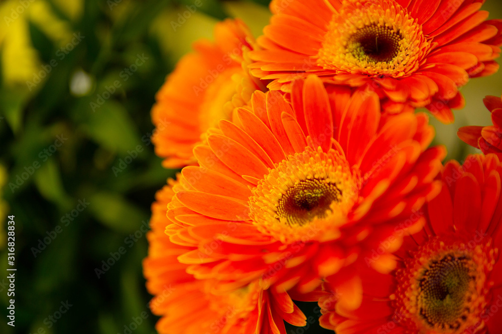 Photo of trendy flowers for graphic and web design. Floral image for web or mobile app Photo of trendy flowers for graphic and web design. Floral image for web or mobile app