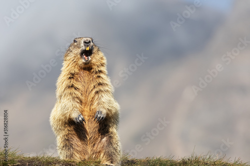 Alpine Marmot (Marmota marmota) Standing Upright, Grossglockner, Austria