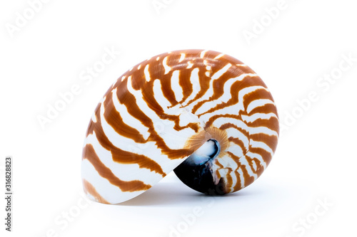 Canvas Print Tiger striped shell nautilus pompilius natural seashell isolated on white background