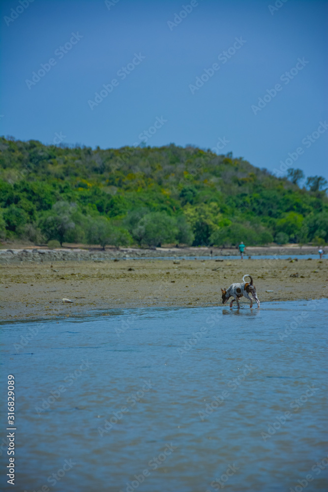 Naklejka premium Thousands of Thai dogs are enjoying the sea on a beautiful beach on a sunny day.