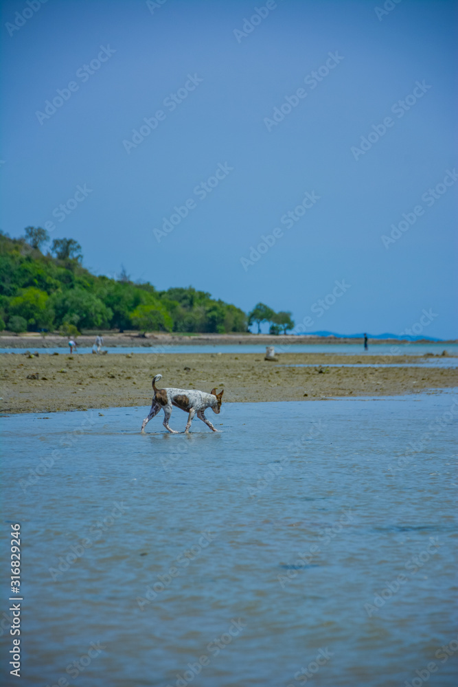 Thousands of Thai dogs are enjoying the sea on a beautiful beach on a sunny day. Thousands of Thai dogs are enjoying the sea on a beautiful beach on a sunny day.