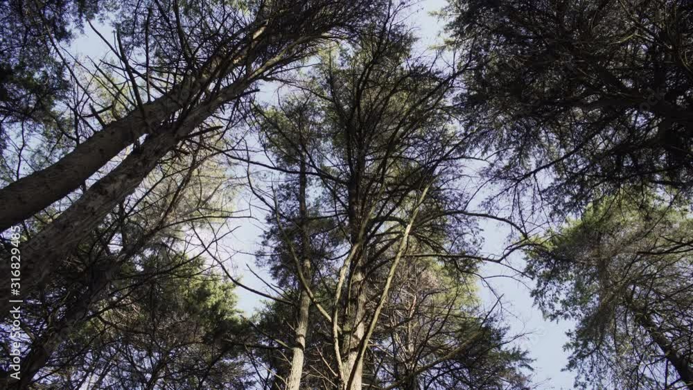 Shot de árvore em floresta