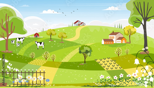 Rural farm landscape with green fields, farm hous, barn, animals cow, blue sky and clouds, Vector cartoon Spring or Summer landscape,Eco village or Organic farming in uk