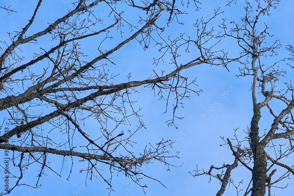 Branches of trees against a blue sky in springtime. Branches of trees against a blue sky in springtime.