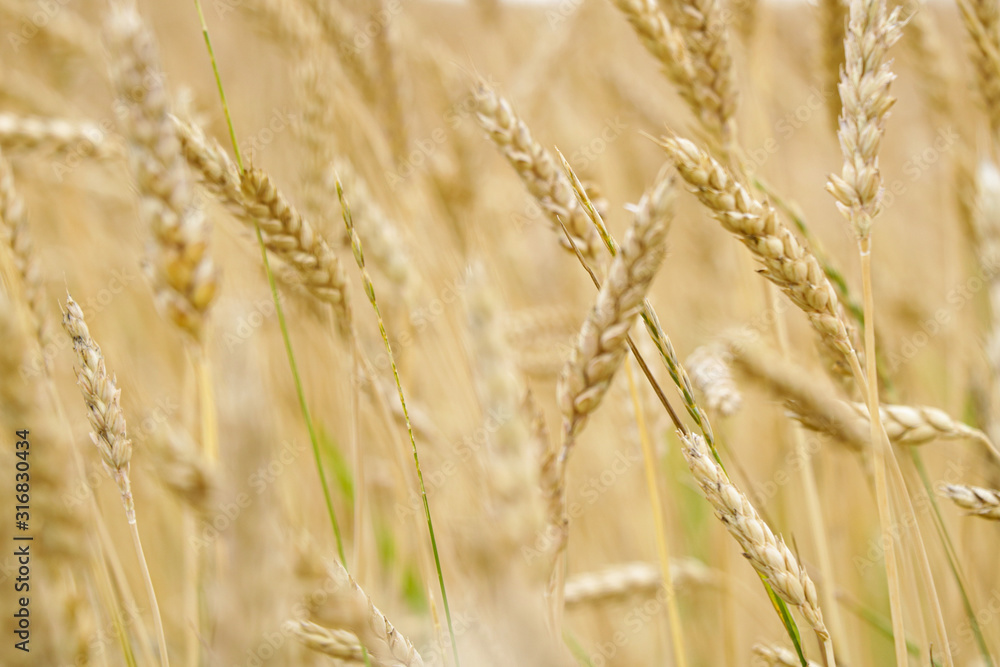 Wheat - Close up of a wheat field.
