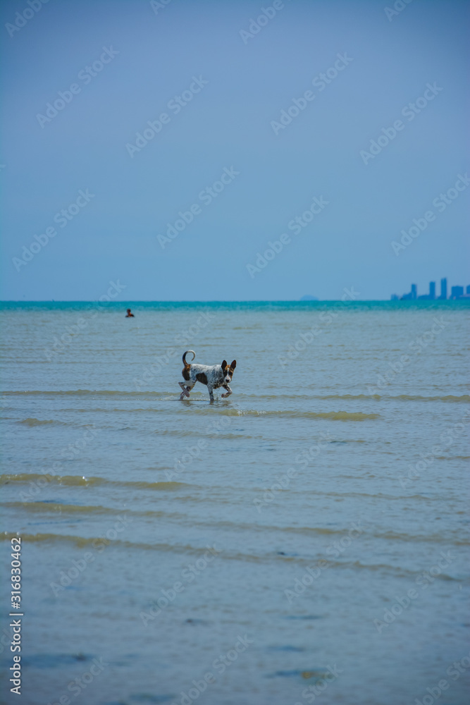 Thousands of Thai dogs are enjoying the sea on a beautiful beach on a sunny day. Thousands of Thai dogs are enjoying the sea on a beautiful beach on a sunny day.