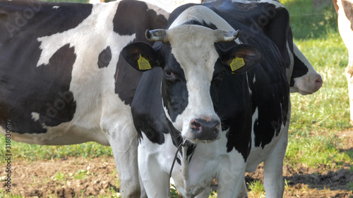 Cow on a pasture is looking into camera