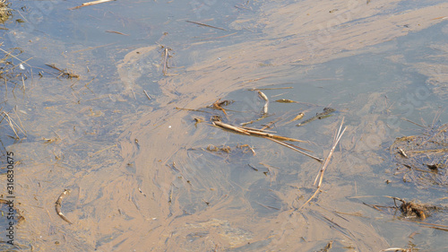 Water polluted by a pig industry. The liquid waste from swine production, slurry