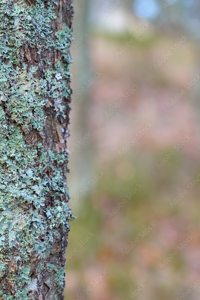 Fototapeta premium Trunk of a tree with moss and blurred background. Copy space. 