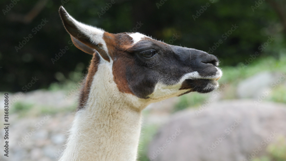 Portrait of llama. Closeup shot. Latin name: Lama glama