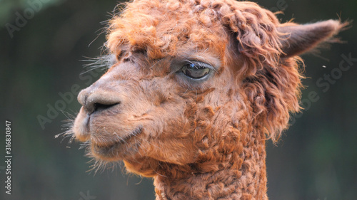 Tableau sur toile Brown alpaca portrait (Vicugna pacos)