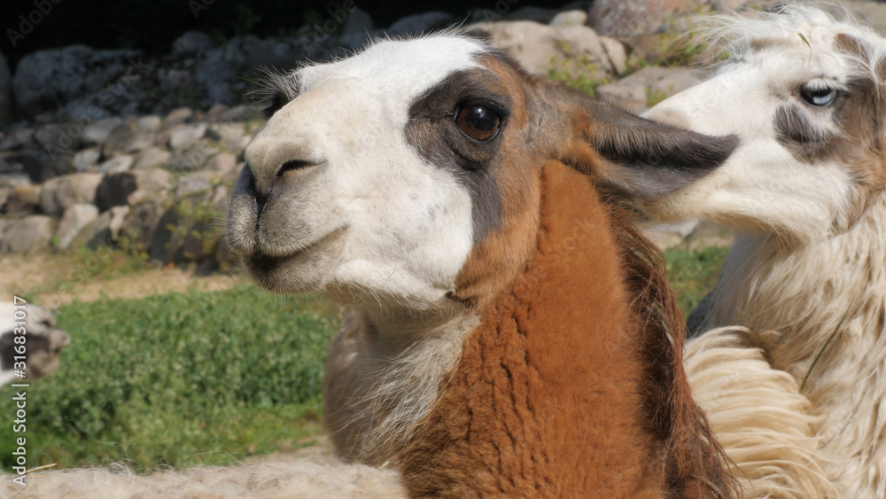 Portrait of llama. Lama glama