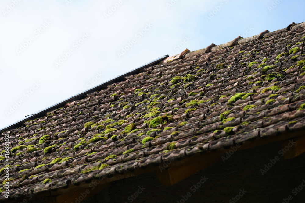 Roofing with different materials is overgrown with moss and other plants Roofing with different materials is overgrown with moss and other plants