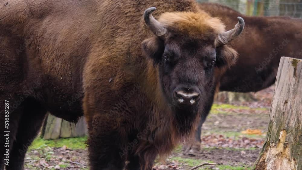 Close up of european bison looking into the camera and than looking to the right. Close up of european bison looking into the camera and than looking to the right.