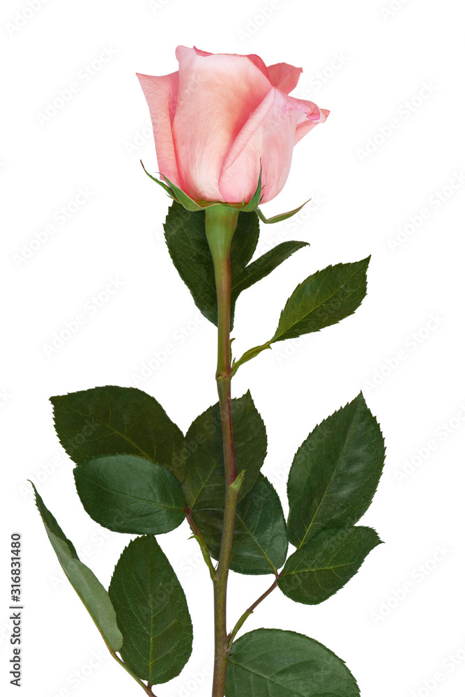 Lively pink rose with green leaves on white background. Delicate pink petals. Isolated.