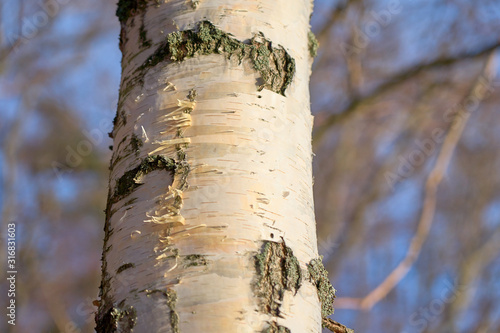 Trunk of a birch tree with blurred background. Copy space.