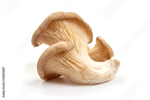 Oyster mushrooms - Pleurotus ostreatus, isolated on white background