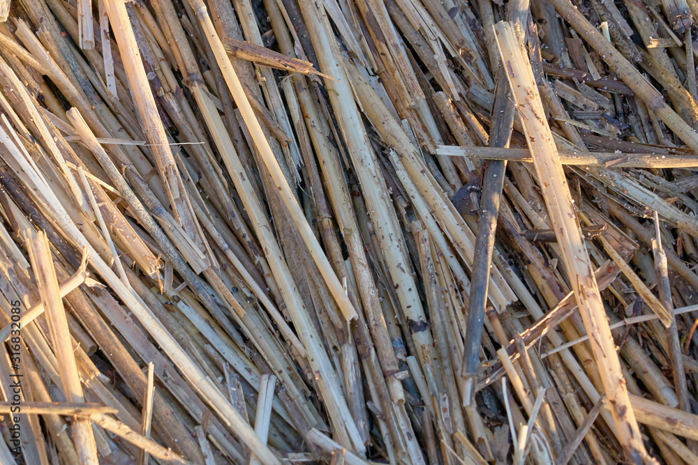 Dry plant as a natural background. Dry plant as a natural background.