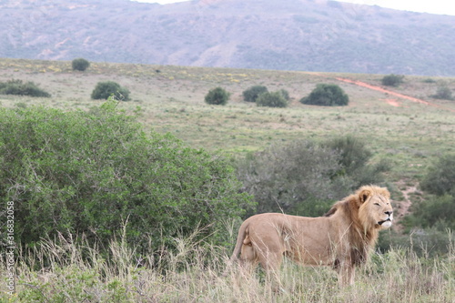 Lion on the hunt in the wild 