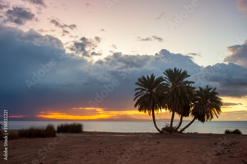 Landscape with palms on sandy shore
